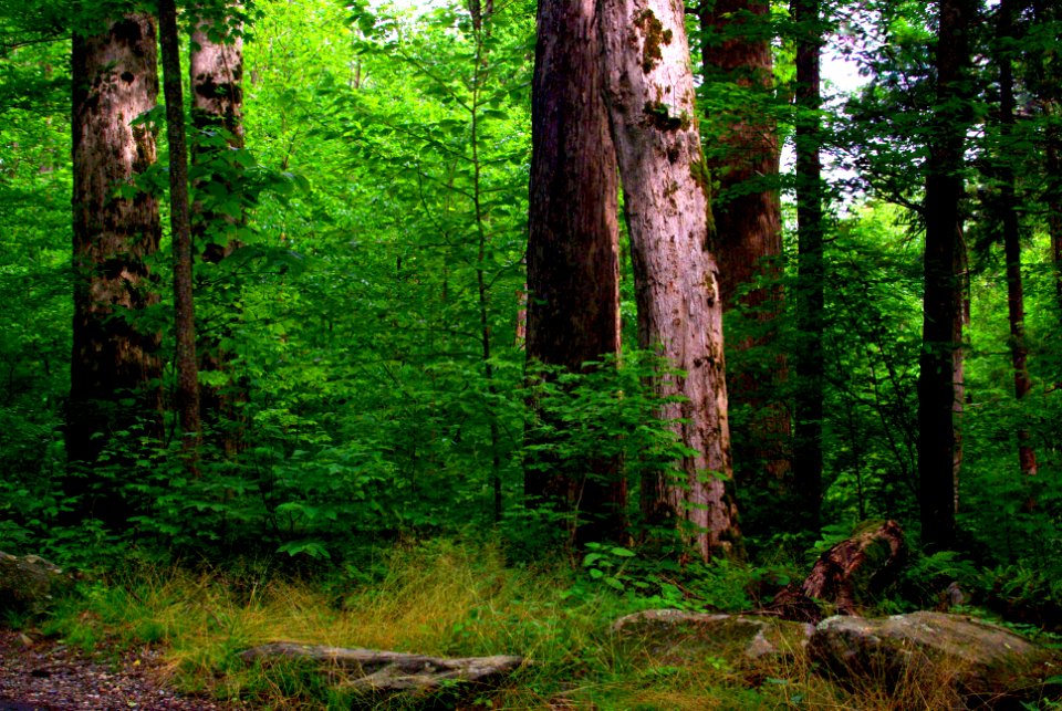 Ancient TreesAnd Rock