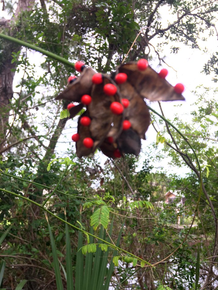 Rosary Pea Ricinus communis