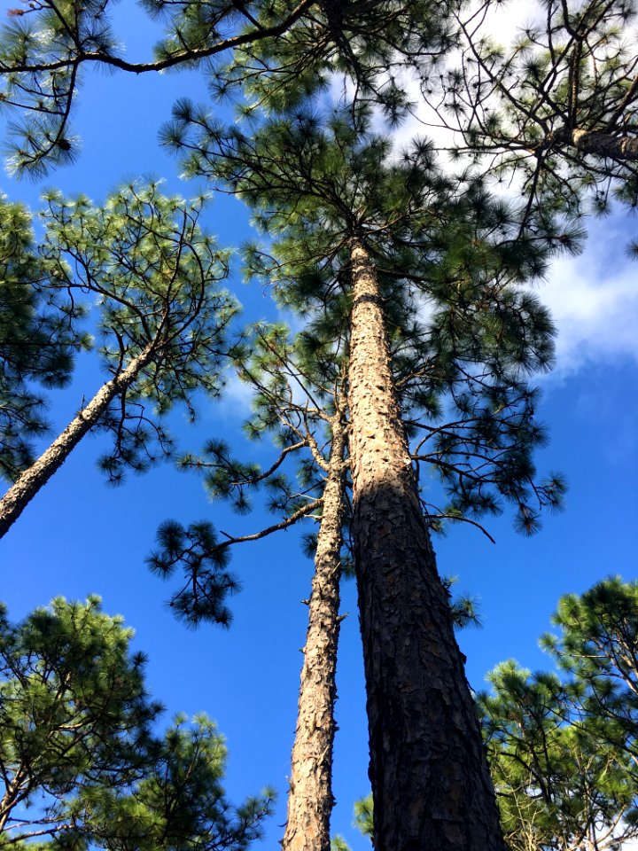 Nutrient recycling of a longleaf pine