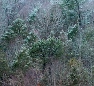 Cold Spring Morning  (Crop From Previous)