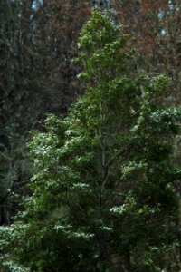 Snow Highlights On Evergreen