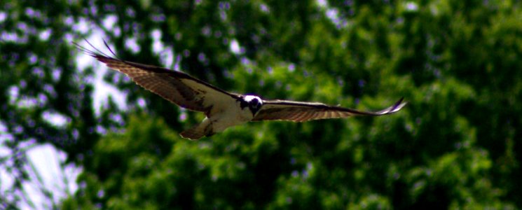 Birds In Flight Series #2  Osprey