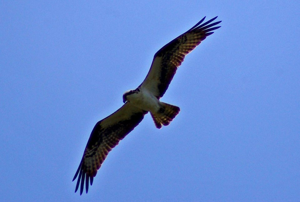 Birds In Flight Series #7 Osprey