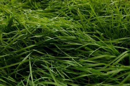 grass 3 photo