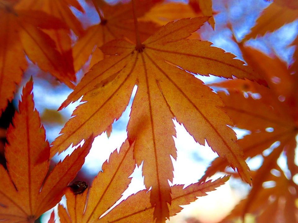 Mindfulness - Koishikawa Kourakuen IMG 3903