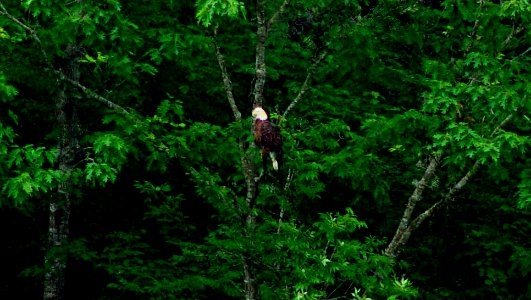 Bald Eagle In Tree photo