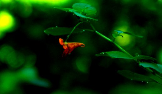 Backlit Dewdrops