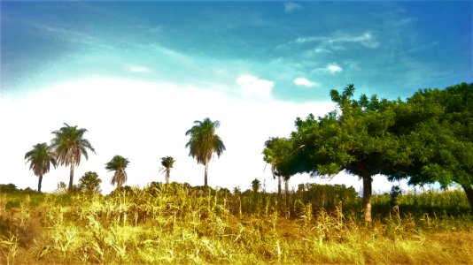 Los Coyoles y el Jocote
