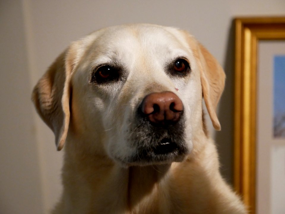 Lucy the Lab