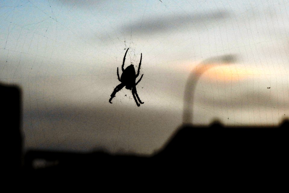september is spider season