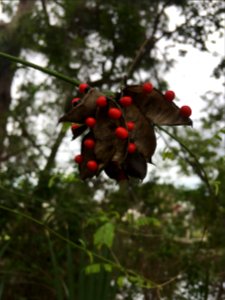 Rosary Pea Ricinus communis