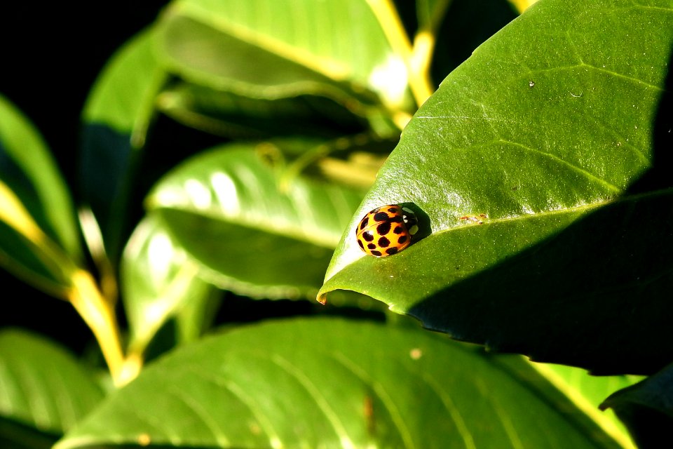 ladybug photo