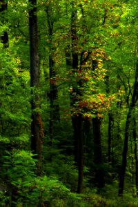 Fall Forest Scenes   Great Smoky Mountains