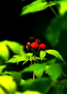 Ripening Berries Series #4