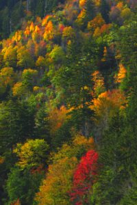 Fall Colors Great bSmoky Mountains photo
