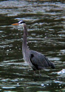 Heron photo