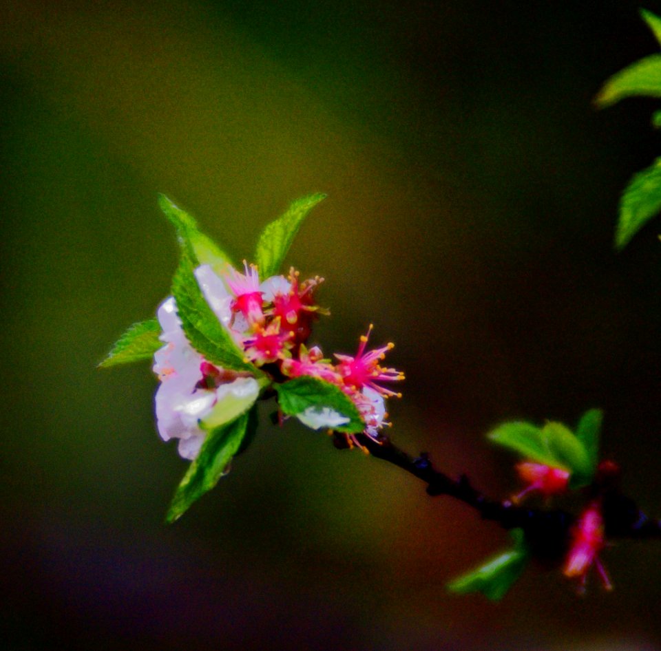 Spring Color