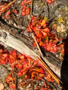 Sundew plant by the bushes near chancellors walk between Cameron and Leutze hall