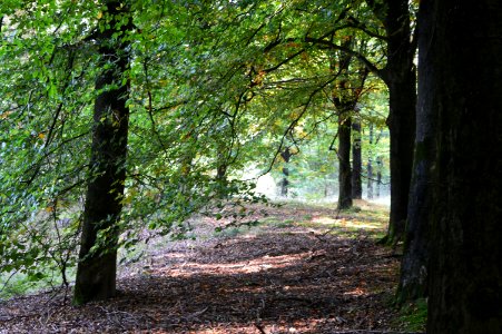20170924 herfstbos Maarn