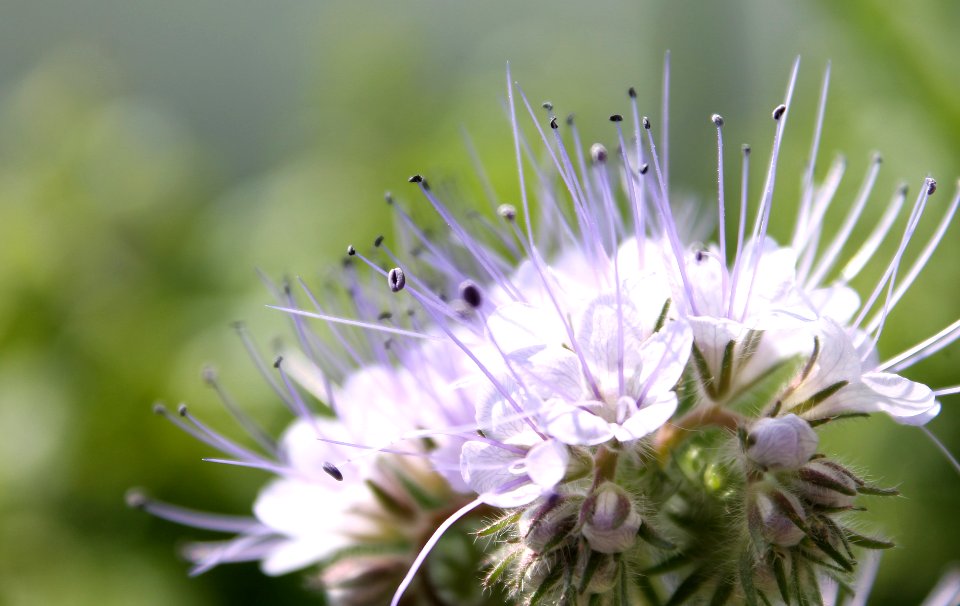 Phacelia tanacetifolia