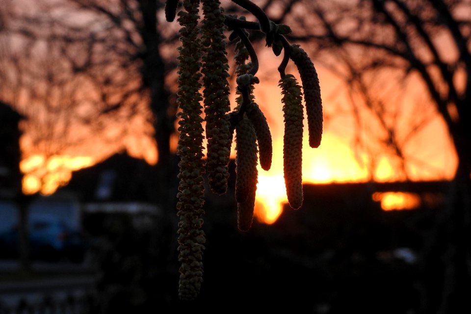 seeds