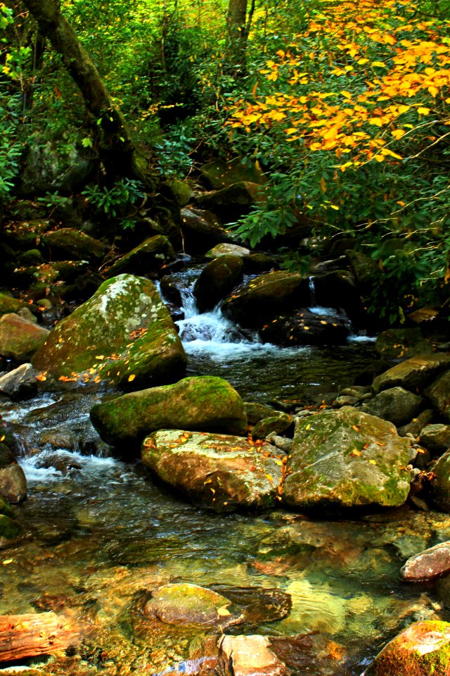 Fall Leaves Over Stream photo
