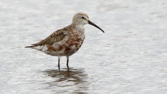 Calidris-ferruginea