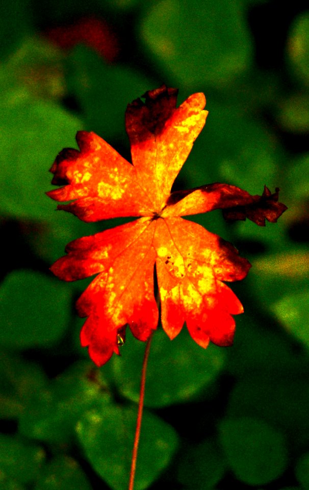 Fading Grace