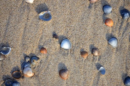 20180807 sea shells at low tide, beach Burgh Haamstede