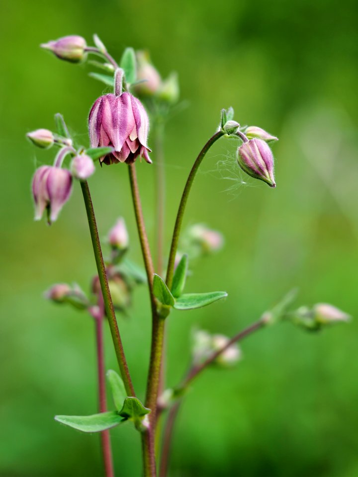 Aquilegia