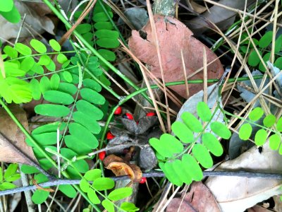 Rosary Pea Ricinus communis