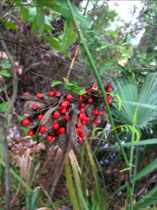 Rosary Pea Ricinus communis