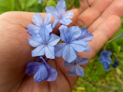 Plumbago capensis in Miyako-jima PC250133