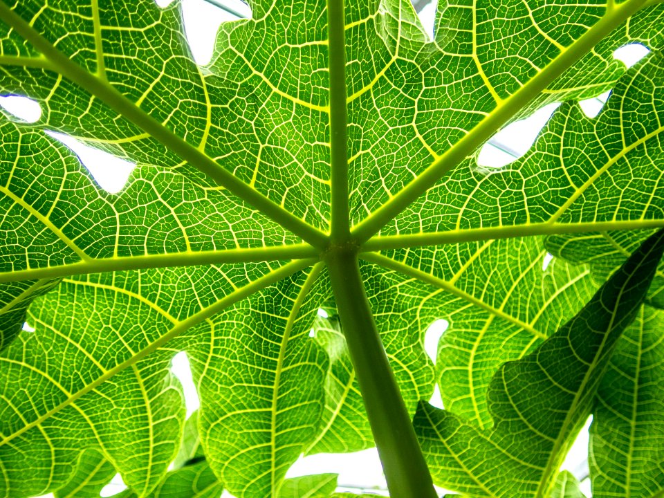 Papaya leaves in Miyako-jima PC260175