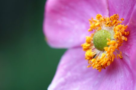 Japanese anemone photo