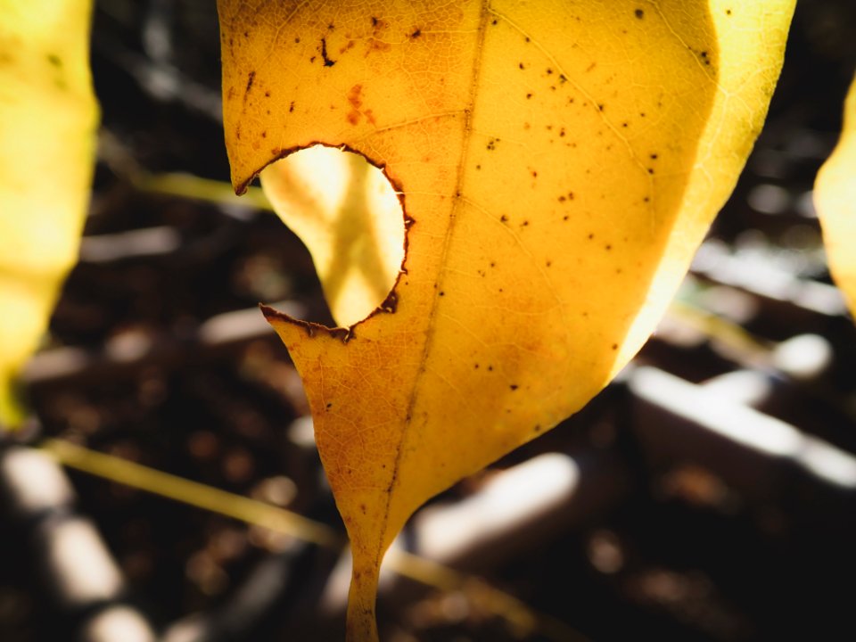 worm eaten leaf - Koishikawa Kourakuen PC060191