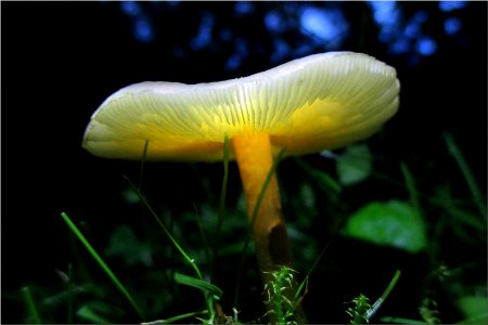 backyard fungi photo