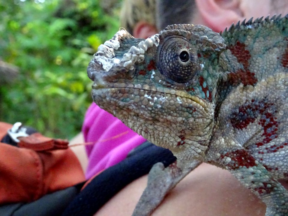 Iguane/Caméléon/Gecko