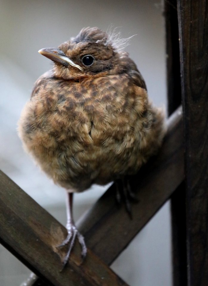 Blackbird 2