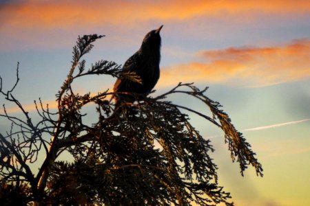 Starling in the dawn photo