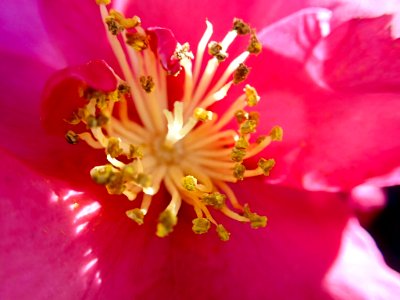 Camellia sasanqua - Koishikawa Kourakuen IMG 3878 photo