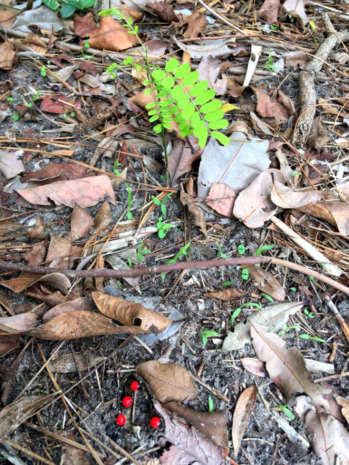Rosary Pea Ricinus communis