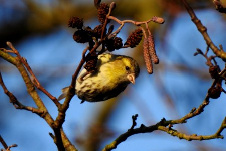 Bird in the tree