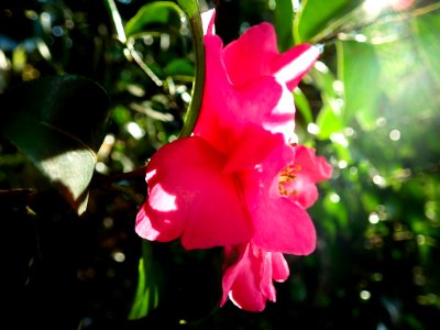 Camellia sasanqua - Koishikawa Kourakuen IMG 3877 photo