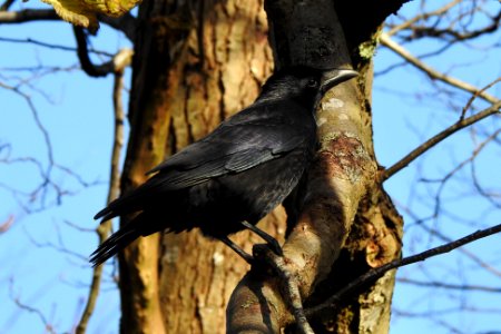 crow or raven