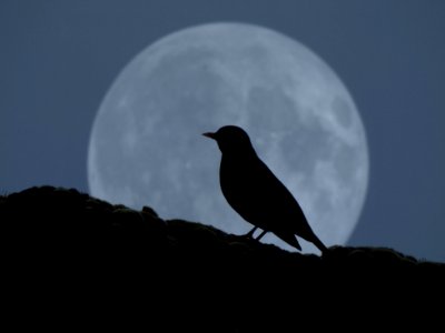 the bird in the moon photo