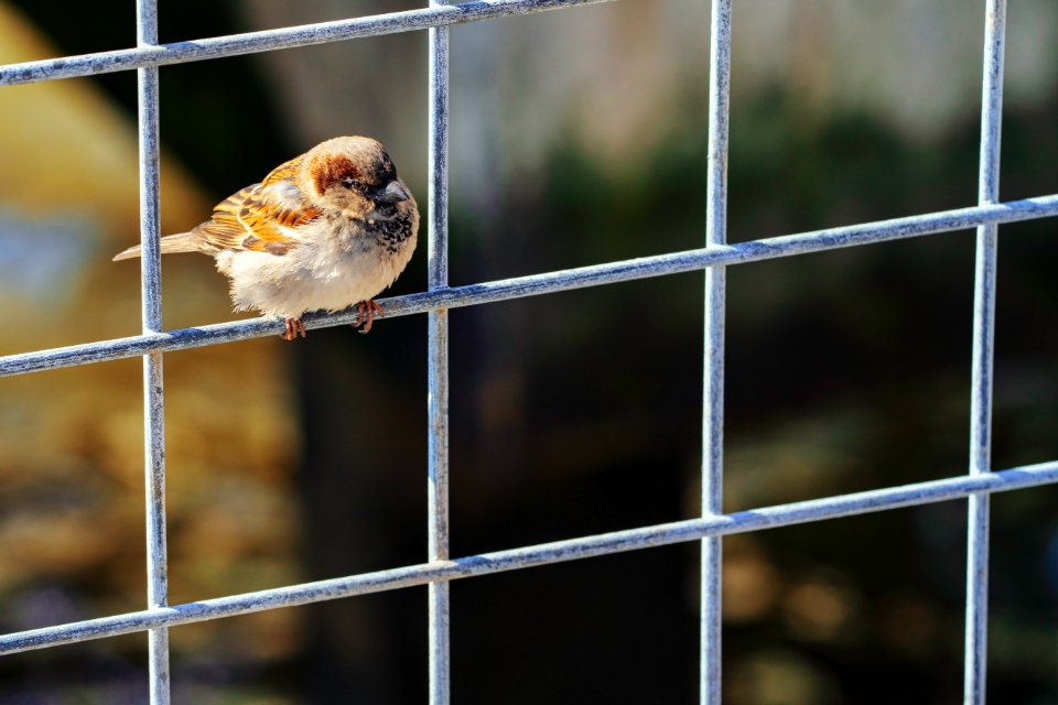 Sparrow, East River Park