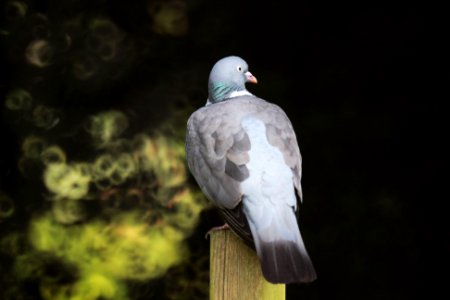 a pigeon on a pole photo