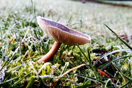 frozen fungi