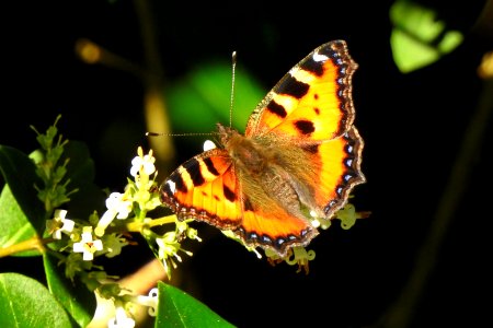 small tortoiseshell